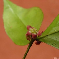 Euonymus walkeri Wight